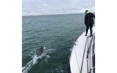 Sailing With Dolphins