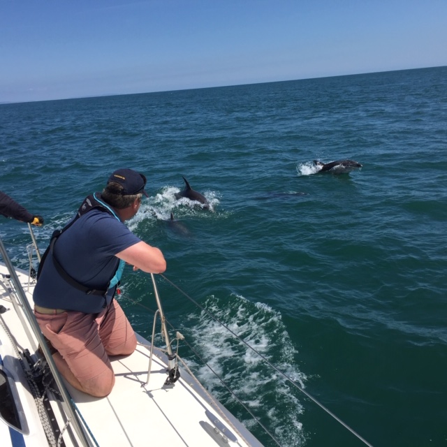Dolphins on the Port Quarter Solent Boat Training